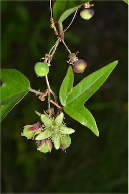 APII jpeg image of Passiflora suberosa  © contact APII