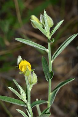 APII jpeg image of Crotalaria montana var. angustifolia  © contact APII