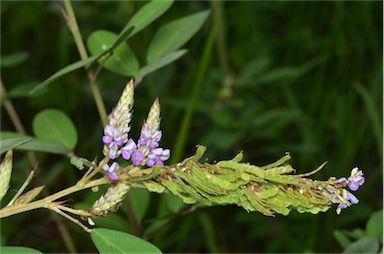 APII jpeg image of Desmodium heterocarpon var. strigosum  © contact APII