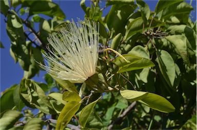 APII jpeg image of Capparis canescens  © contact APII