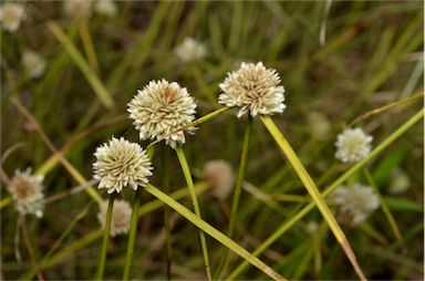 APII jpeg image of Cyperus pulchellus  © contact APII