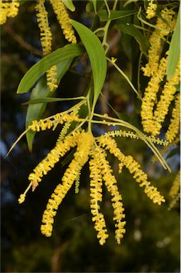 APII jpeg image of Acacia auriculiformis  © contact APII