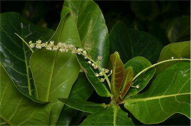 APII jpeg image of Terminalia catappa  © contact APII