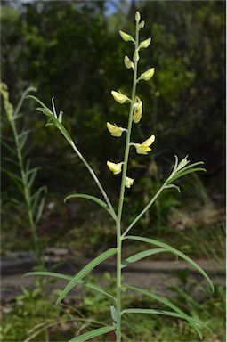 APII jpeg image of Crotalaria juncea  © contact APII