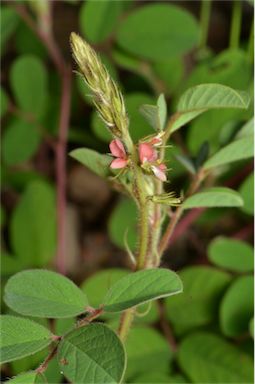 APII jpeg image of Indigofera hirsuta  © contact APII