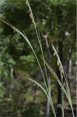 APII jpeg image of Heteropogon triticeus  © contact APII