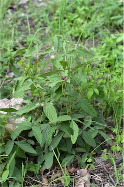 APII jpeg image of Flemingia parviflora  © contact APII