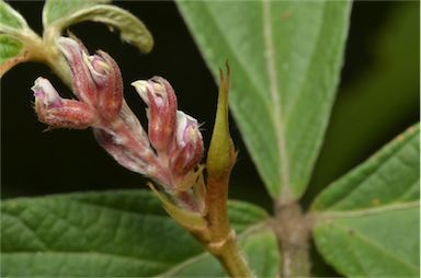 APII jpeg image of Flemingia parviflora  © contact APII