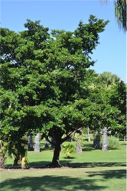 APII jpeg image of Terminalia muelleri  © contact APII