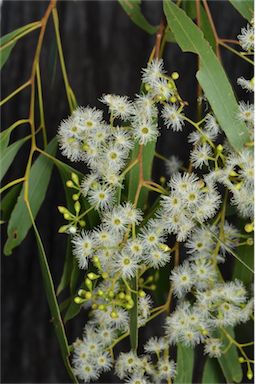 APII jpeg image of Eucalyptus brownii  © contact APII