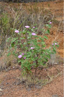 APII jpeg image of Gossypium australe  © contact APII