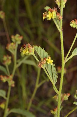 APII jpeg image of Waltheria indica  © contact APII