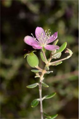 APII jpeg image of Lithomyrtus microphylla  © contact APII