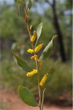 APII jpeg image of Acacia stipuligera  © contact APII