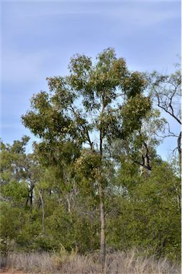 APII jpeg image of Corymbia plena  © contact APII