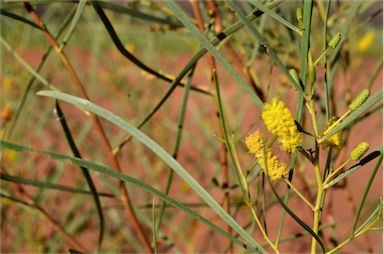 APII jpeg image of Acacia adsurgens  © contact APII