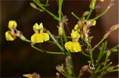 APII jpeg image of Goodenia paniculata  © contact APII