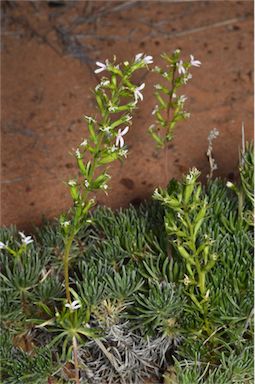 APII jpeg image of Stylidium eglandulosum  © contact APII