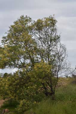 APII jpeg image of Acacia glaucocarpa  © contact APII