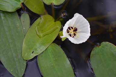 APII jpeg image of Ottelia ovalifolia  © contact APII