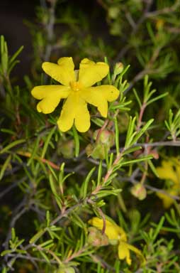 APII jpeg image of Hibbertia sp. 'Cistoidea group'  © contact APII