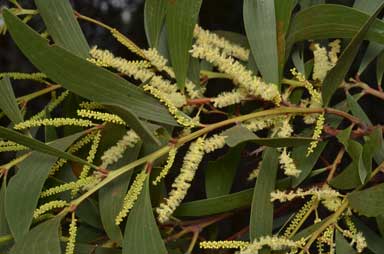 APII jpeg image of Acacia leiocalyx subsp. leiocalyx  © contact APII