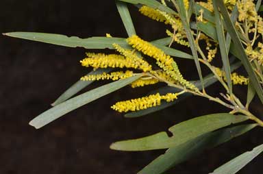 APII jpeg image of Acacia sparsiflora  © contact APII