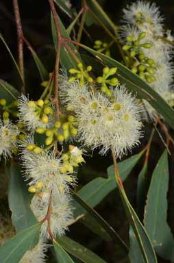 APII jpeg image of Eucalyptus woollsiana  © contact APII