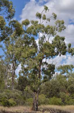 APII jpeg image of Eucalyptus woollsiana  © contact APII