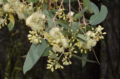 APII jpeg image of Eucalyptus crebra  © contact APII