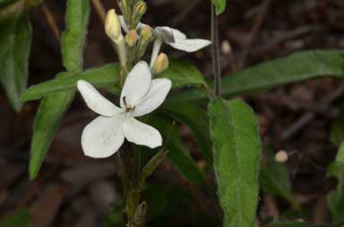 APII jpeg image of Pseuderanthemum variabile  © contact APII