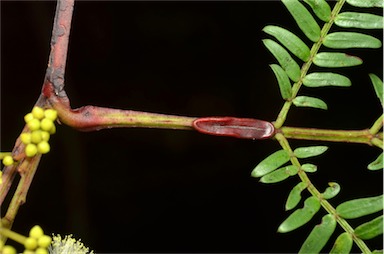 APII jpeg image of Acacia terminalis  © contact APII