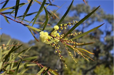 APII jpeg image of Acacia storyi  © contact APII