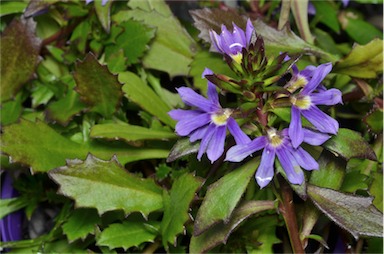 APII jpeg image of Scaevola 'Fandancer'  © contact APII