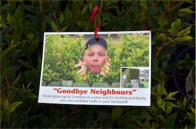 APII jpeg image of Acmena 'Goodbye Neighbours'  © contact APII