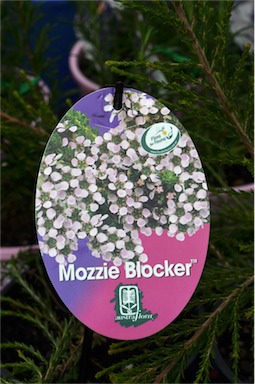APII jpeg image of Leptospermum liversidgei 'Mozzie Blocker'  © contact APII