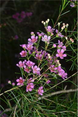 APII jpeg image of Chamelaucium uncinatum 'CWA Pink'  © contact APII