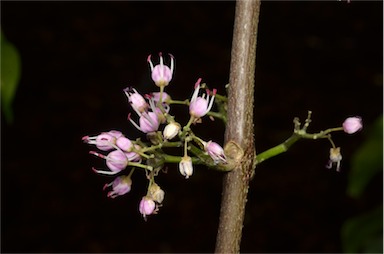 APII jpeg image of Melicope elleryana  © contact APII