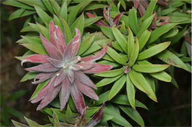 APII jpeg image of Callistemon acuminatus  © contact APII