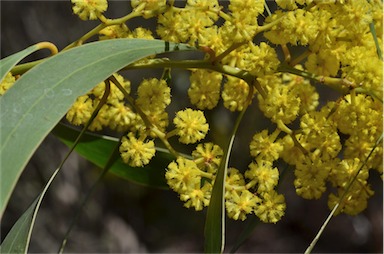 APII jpeg image of Acacia leiophylla  © contact APII