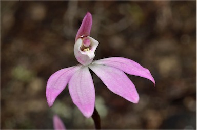 APII jpeg image of Caladenia fuscata  © contact APII