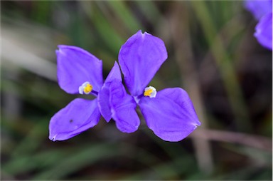 APII jpeg image of Patersonia sericea  © contact APII