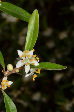 APII jpeg image of Asterolasia correifolia  © contact APII