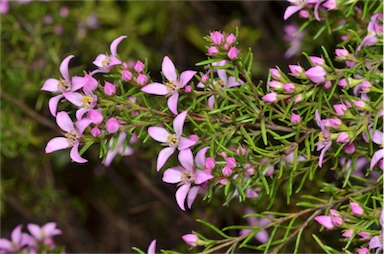 APII jpeg image of Boronia deanei  © contact APII