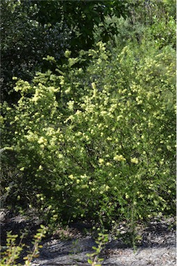 APII jpeg image of Leionema phylicifolium  © contact APII