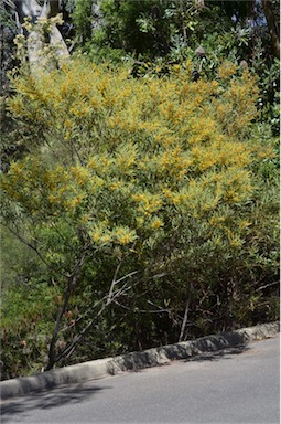 APII jpeg image of Acacia obtusata  © contact APII