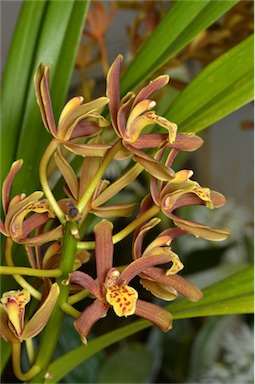 APII jpeg image of Cymbidium tracyanum x madidum  © contact APII