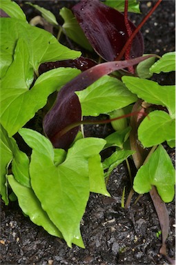 APII jpeg image of Typhonium eliosurum  © contact APII