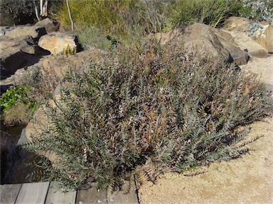 APII jpeg image of Banksia blechnifolia  © contact APII