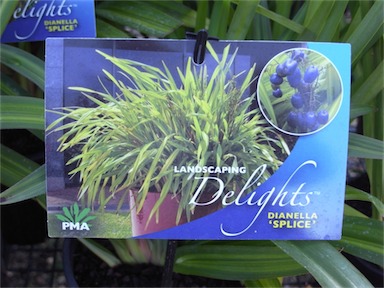 APII jpeg image of Dianella 'Splice'  © contact APII